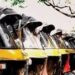 रिक्षाचालकांकडून नियमांची पायमल्ली