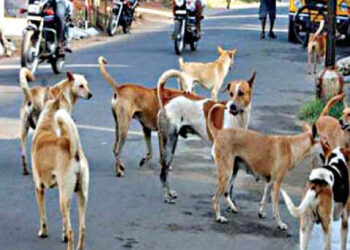 महाडमध्ये 300 जणांना श्वानदंश