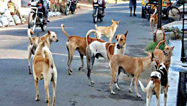 महाडमध्ये 300 जणांना श्वानदंश