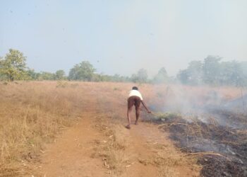 वणव्यामुळे गुरांचे हाल
