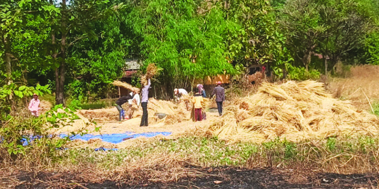 पावसाच्या शक्यतेमुळे शेतीच्या कामाला गती