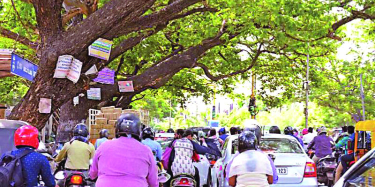 झाडांना खिळेमुक्तीसाठी कामोठेवासीयांचा पुढाकार