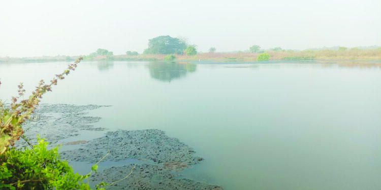 उरणमधील हजारो एकर शेतजमीन नापीक