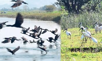 वाशिष्ठी खाडी किनारी परदेशी पक्षांचे दर्शन