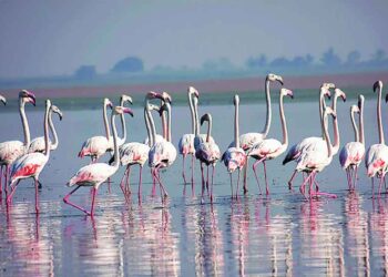 नवीन शेवाच्या खाडीत पक्ष्यांची किलबिल