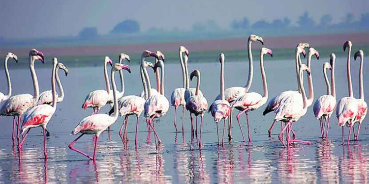 नवीन शेवाच्या खाडीत पक्ष्यांची किलबिल