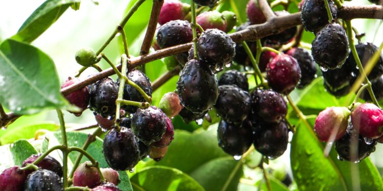 बदलापूरच्या जांभळाला भौगोलिक मानांकन