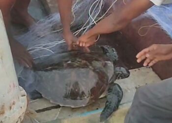 जाळ्यात अडकलेल्या कासवाला जीवनदान