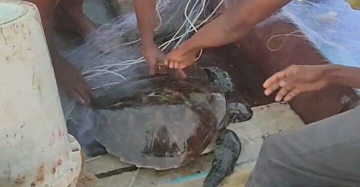 जाळ्यात अडकलेल्या कासवाला जीवनदान