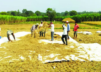 पावसाच्या धास्तीतही शेतकऱ्यांची मळणीची धांदल