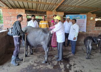 म्हसळा पशुसंवर्धन विभागाचे वंध्यत्व शिबिर