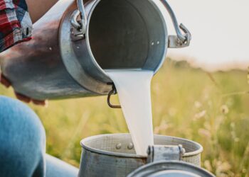 रायगडात पाच लाख लिटर दुधाचा तुटवडा