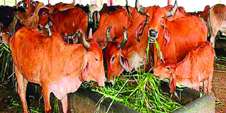 जनावरांमधील ताण होणार कमी