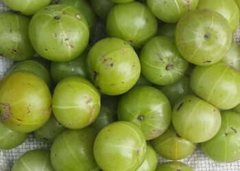 हिवाळी रानफळे बहरली
