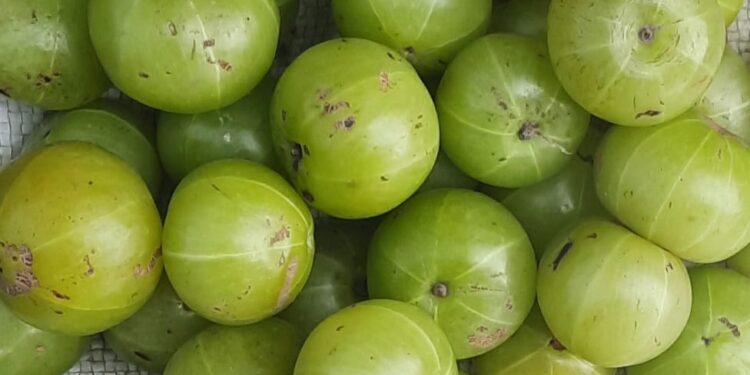 हिवाळी रानफळे बहरली