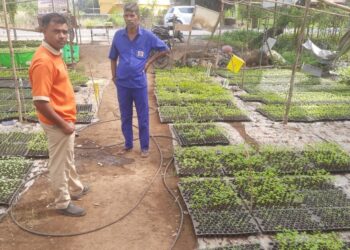 अवकाळीमुळे शेतकऱ्यांचा कल नर्सरीकडे