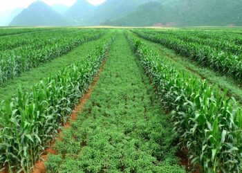 पारंपरिक शेतीला तंत्रज्ञानाची जोड द्याः डॉ. भावे