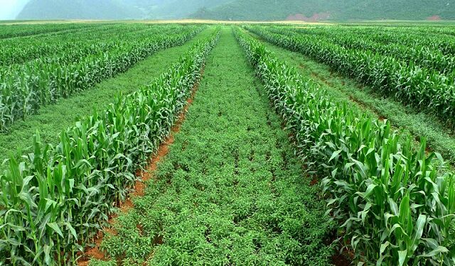 पारंपरिक शेतीला तंत्रज्ञानाची जोड द्याः डॉ. भावे