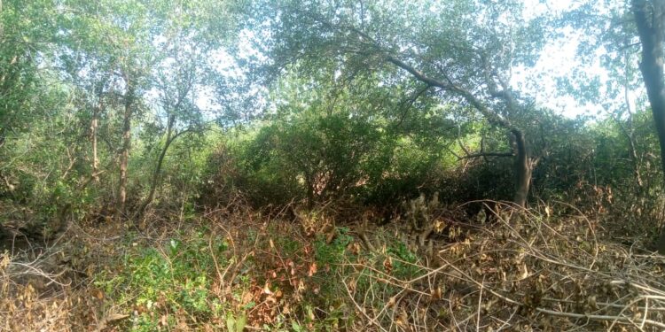 खारफुटीची खुलेआम कत्तल