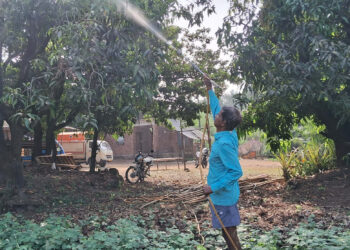 अवकाळीमुळे आंबा, कडधान्य पिके अडचणीत