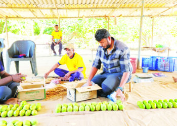 एका पेटीला दहा हजारांचा भाव