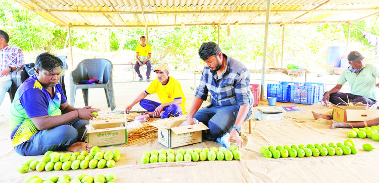 एका पेटीला दहा हजारांचा भाव