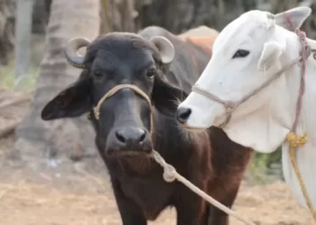 मृत म्हशींची नुकसान भरपाई महावितरणकडून अदा