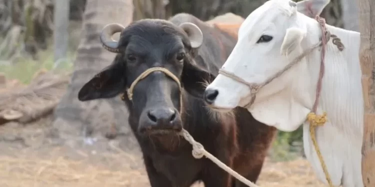 मृत म्हशींची नुकसान भरपाई महावितरणकडून अदा