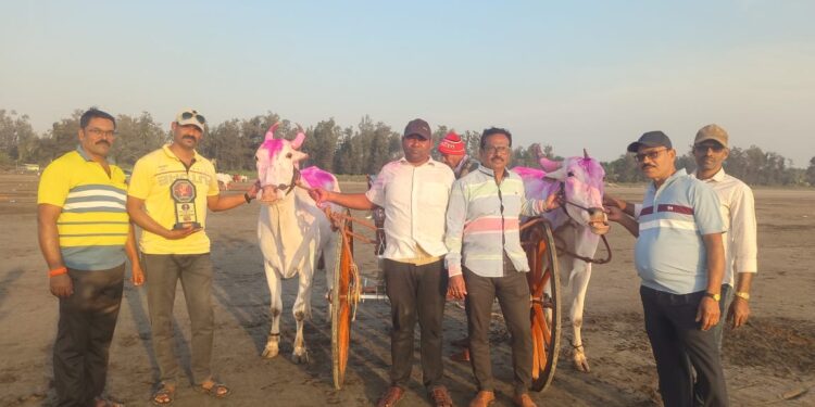 आक्षी समुद्रकिनारी बैलगाडी शर्यतीचा थरार