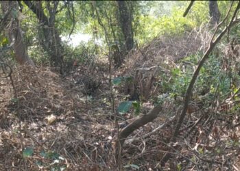 आंबेत खाडीत कांदळवनाची बेसुमार कत्तल