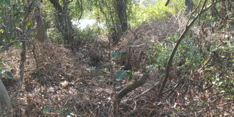 आंबेत खाडीत कांदळवनाची बेसुमार कत्तल