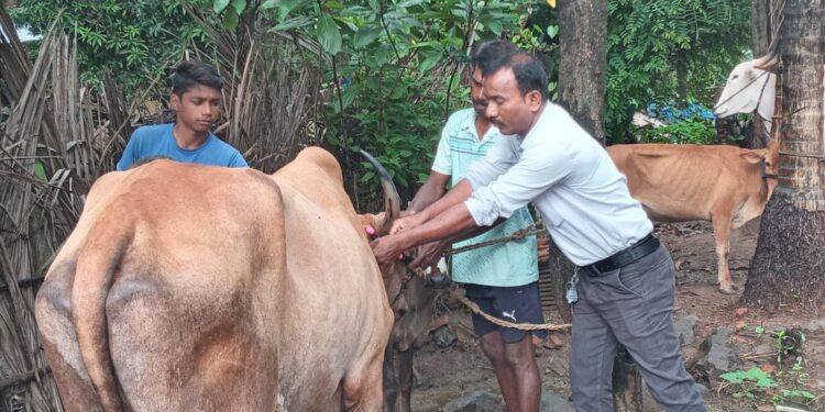 ‘लाळखुरकत’ला रोखण्यासाठी लसीकरण