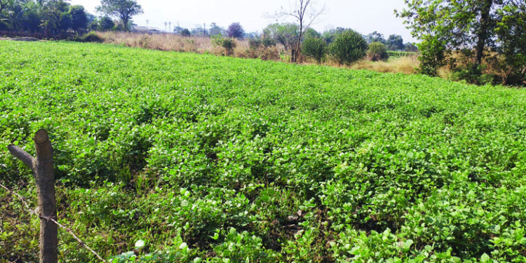 वालाची शेती धोक्यात