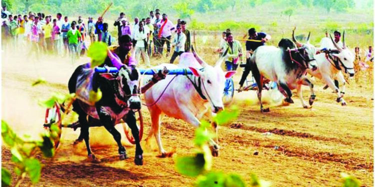 आता गावागावांत पाहायला मिळणार बैलगाडी शर्यतीचा धुराळा
