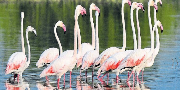 पाणजे पाणथळीवर पक्ष्यांची शाळा