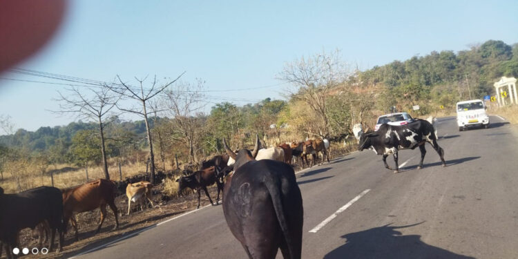 दुरटोली रस्त्यावर गुरांचा अडथळा