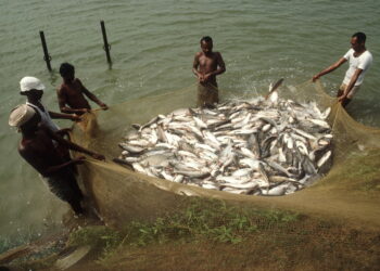 गोड्या पाण्यातील मासेमारीत वाढ