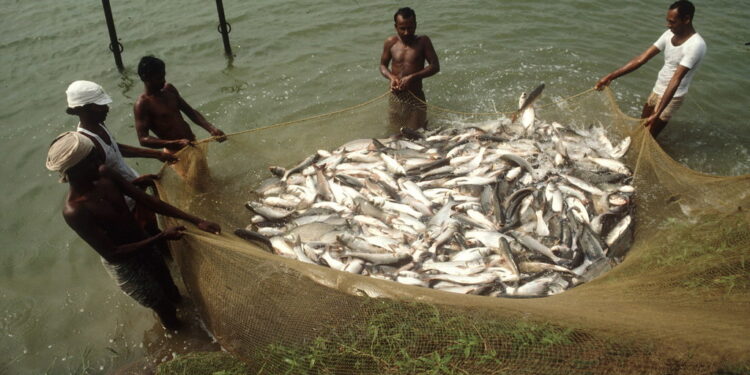 गोड्या पाण्यातील मासेमारीत वाढ