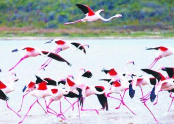 फ्लेमिंगोंच्या अधिवासावर आक्रमण