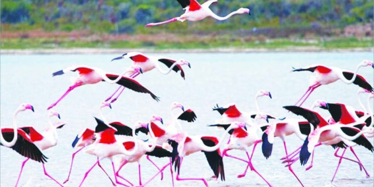 फ्लेमिंगोंच्या अधिवासावर आक्रमण