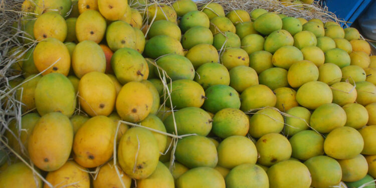 हापूस फेब्रुवारीअखेरीस बाजारात