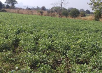 वालाच्या शेंगा बाजार दाखल