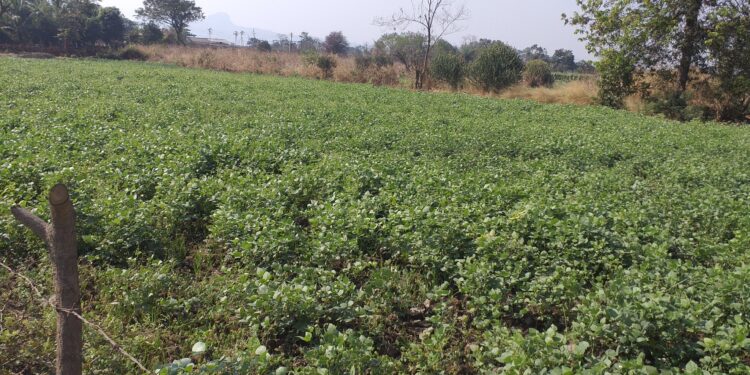 वालाच्या शेंगा बाजार दाखल