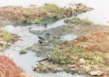 कुंडलिका नदी सांडपाण्यामुळे झाली प्रदूषित