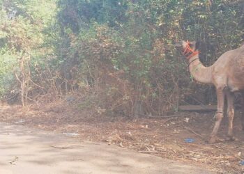 उंटांच्या वास्तव्यामुळे दुर्गंधी