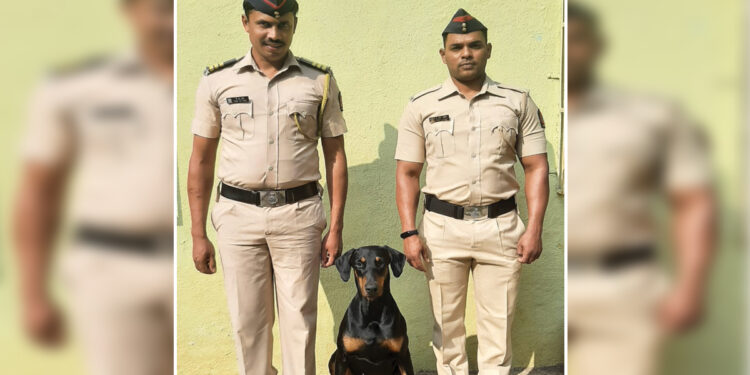 ‌‘मर्फी’ ठरला गुन्हेगारांचा कर्दनकाळ