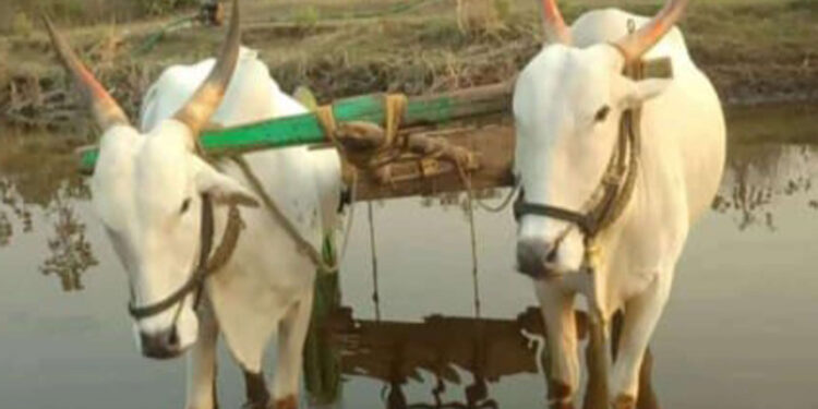 आदिवासी शेतकऱ्याच्या बैलजोडीची चोरी