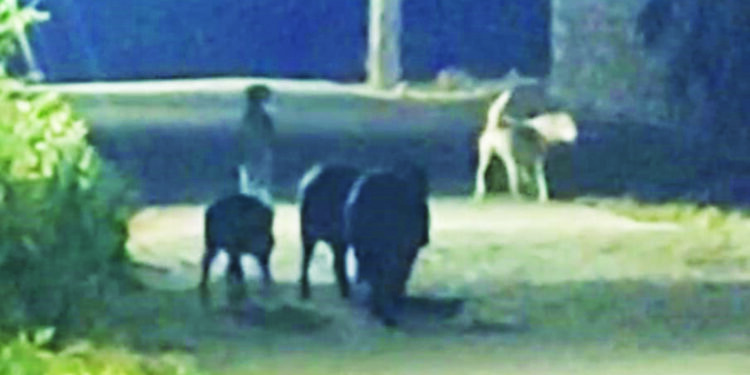 पालीत भरवस्तीत रानडुक्करांचा मुक्त संचार