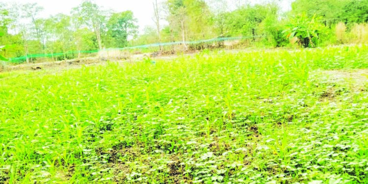 चिरनेर परिसरात अवकाळीमुळे नुकसान