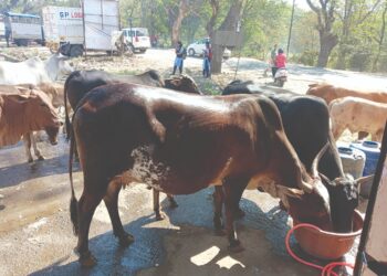 मोहोपाड्यात मुक्या जनावरांसाठी उभारली पाणपोई